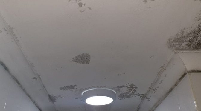 Learn How To Remove Mould From Ceilings: Mould Removal Australia