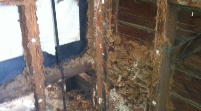 mould and termites